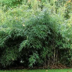 ARBORIX - Bambou parapluie 'jumbo' - fargesia murieliae 'jumbo' - 60- 80 cm pot