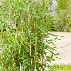 ARBORIX - Bambou parapluie 'jumbo' - fargesia murieliae 'jumbo' - 50- 60 cm pot