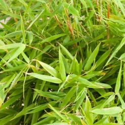 ARBORIX - Bambou parapluie 'simba' - fargesia murieliae 'simba' - 50-60 cm pot