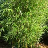 ARBORIX - Bambou robusta - fargesia robusta - 60- 80 cm pot