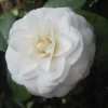 ARBORIX - Camélia blanc - camellia japonica wit - 60-80 cm pot