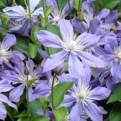 ARBORIX - Clématite 'arabella' - clematis 'arabella' - 50-60 cm pot