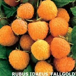 ARBORIX - Kits 10 arbustes 'Haie de Bonbons' une collection de 10 arbustes