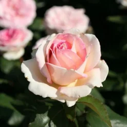 ARBORIX - Kordes eleganza® rosier - rosa 'souvenir de baden-baden'®