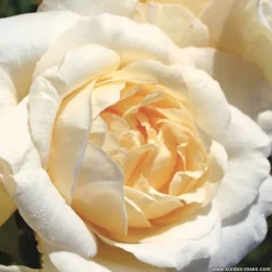 ARBORIX - Kordes eleganza® rosier - rosa 'la perla'®