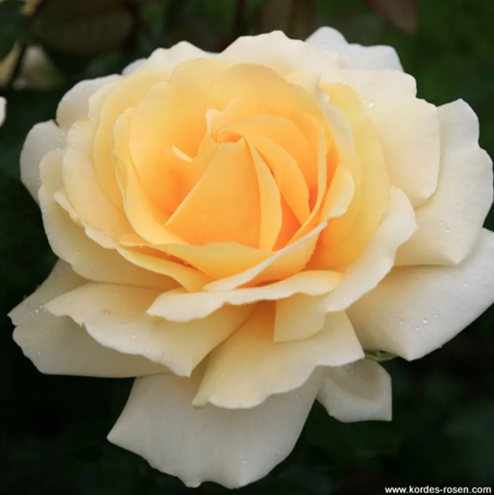 ARBORIX - Kordes eleganza® rosier - rosa 'winter sun'®