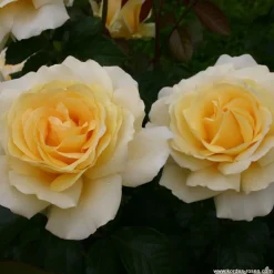 ARBORIX - Kordes eleganza® rosier - rosa 'winter sun'®