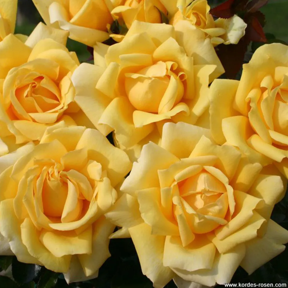 ARBORIX - Kordes eleganza® rosier - rosa 'winter sun'®