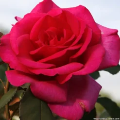 ARBORIX - Kordes eleganza® rosier - rosa 'parole'®