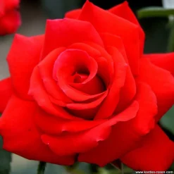 ARBORIX - Kordes eleganza® rosier - rosa 'grande amore'®