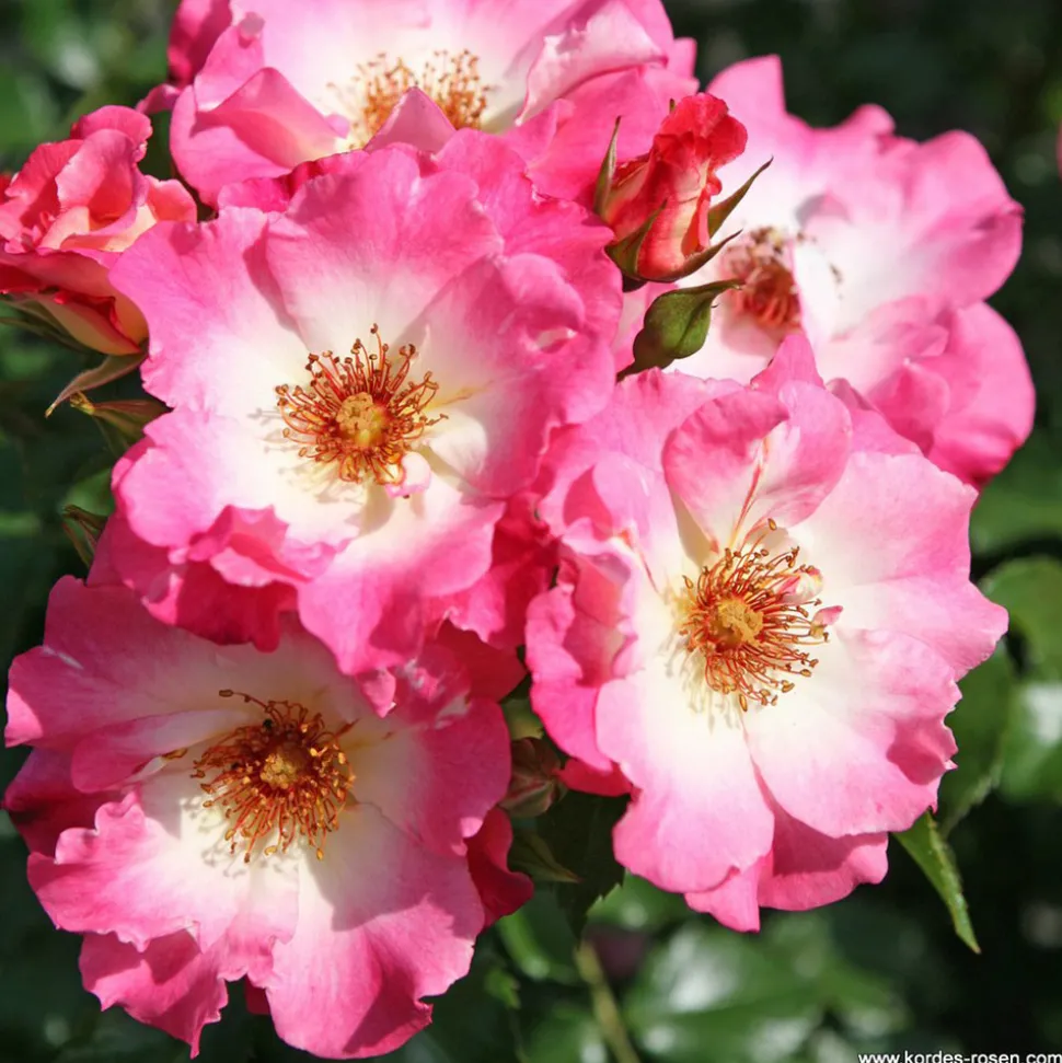 ARBORIX - Kordes nectar rosier - rosa 'dolomiti'