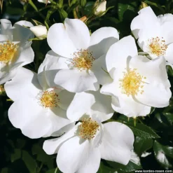 ARBORIX - Kordes nectar rosier - rosa 'escimo'