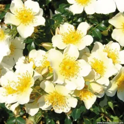 ARBORIX - Kordes nectar rosier - rosa 'sonnenröschen'®