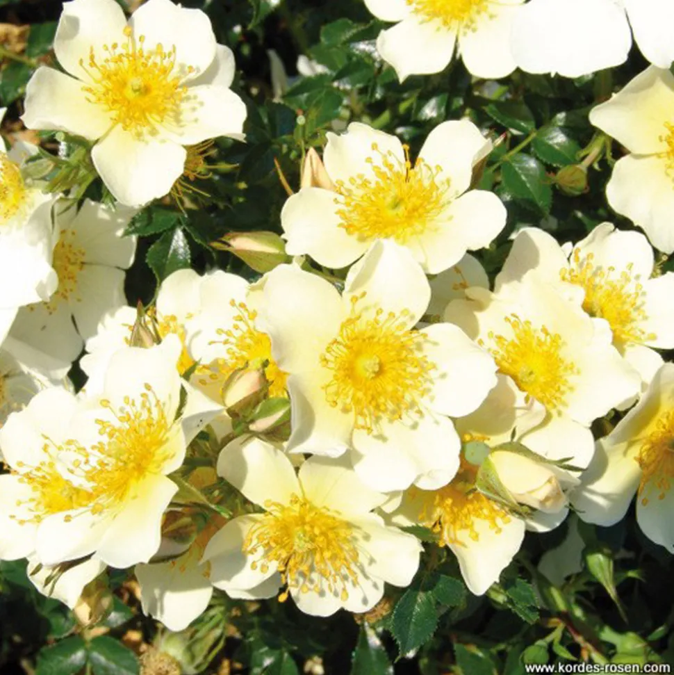 ARBORIX - Kordes nectar rosier - rosa 'sonnenröschen'®