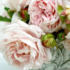 ARBORIX - Kordes parfuma® rosier - rosa 'constance mozart'®