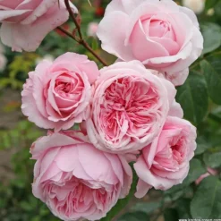 ARBORIX - Kordes parfuma® rosier - rosa 'kiss me kate'®