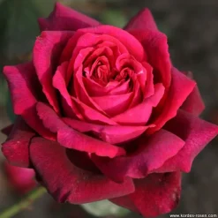 ARBORIX - Kordes parfuma® rosier - rosa 'gräfin diana'®