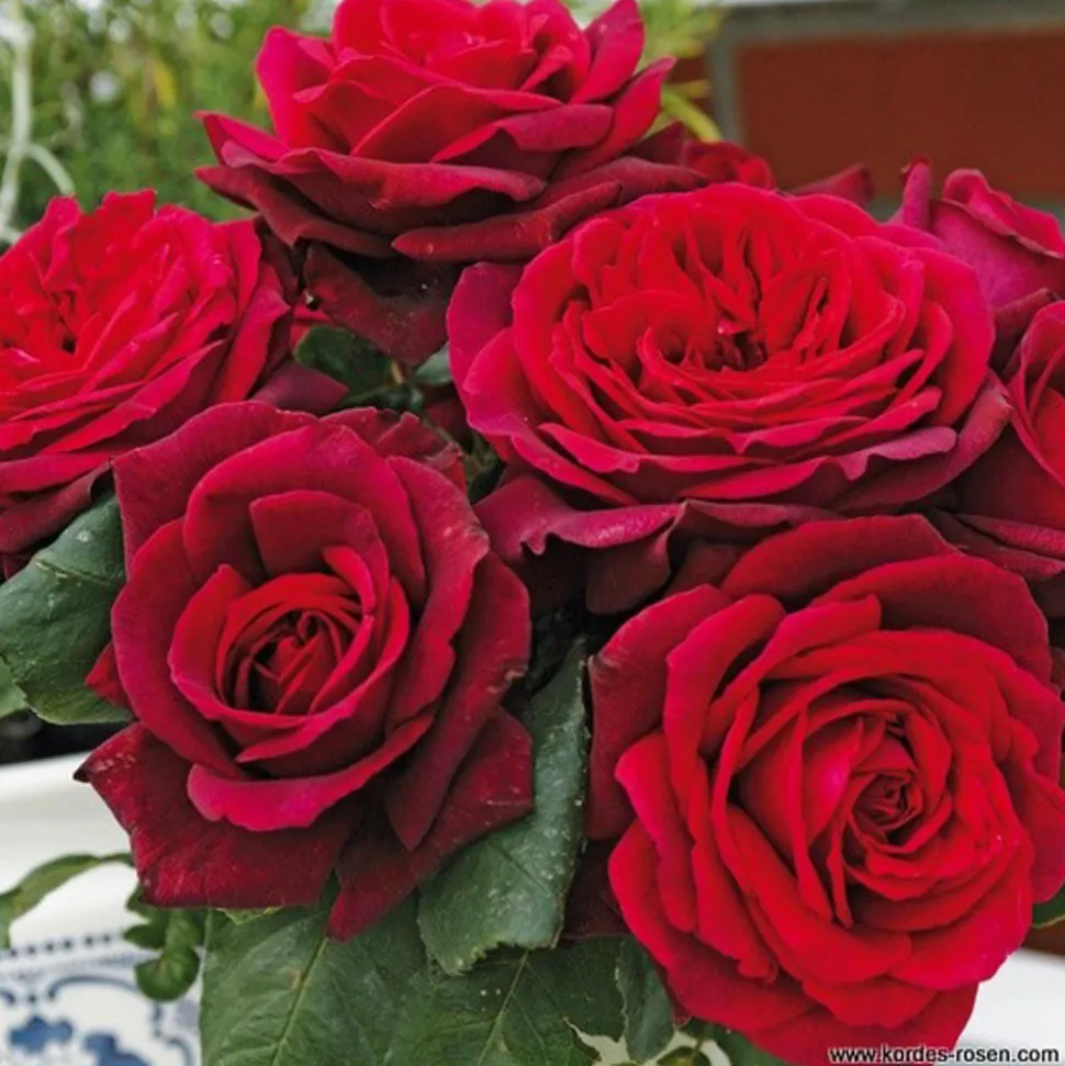 ARBORIX - Kordes parfuma® rosier - rosa 'gräfin diana'®