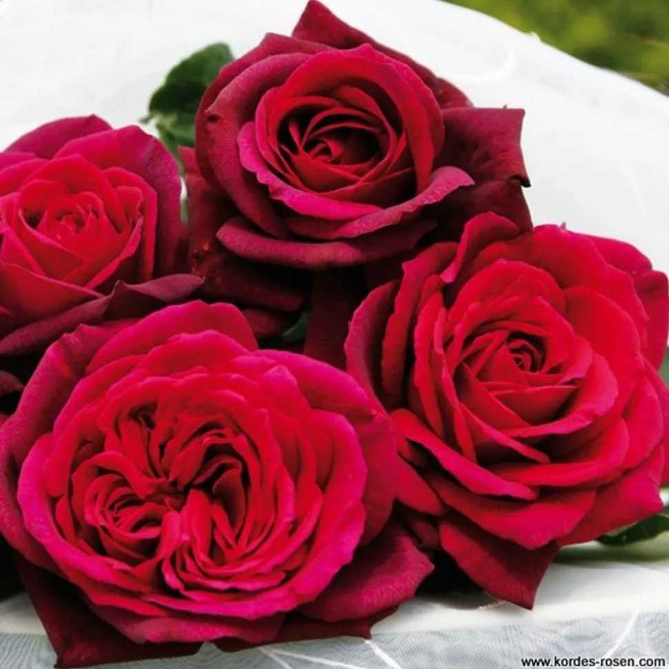 ARBORIX - Kordes parfuma® rosier - rosa 'gräfin diana'®