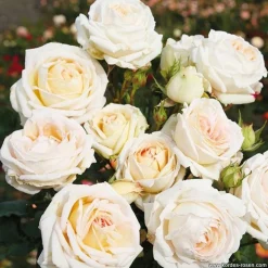 ARBORIX - Kordes parfuma® rosier - rosa 'madame anisette'®