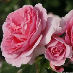 ARBORIX - Kordes parfuma® rosier - rosa 'rosengräfin marie henriëtte'®