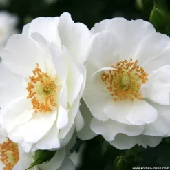 ARBORIX - Kordes rigo-rosier - rosa 'innocencia'®