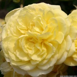 ARBORIX - Kordes rigo-rosier - rosa 'solero'®