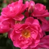 ARBORIX - Kordes rigo-rosier - rosa 'neon'®