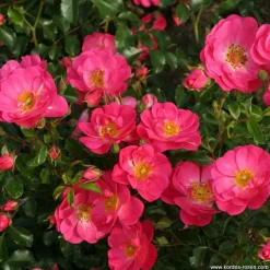 ARBORIX - Kordes rigo-rosier - rosa 'neon'®