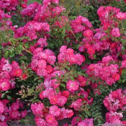 ARBORIX - Kordes rigo-rosier - rosa 'neon'®
