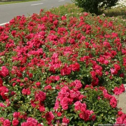 ARBORIX - Kordes rigo-rosier - rosa 'gärtnerfreude'®