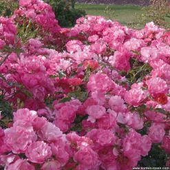 ARBORIX - Kordes rigo-rosier - rosa 'maxi vita'®