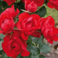 ARBORIX - Kordes rigo-rosier - rosa 'black forest'®