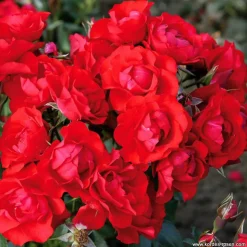 ARBORIX - Kordes rigo-rosier - rosa 'black forest'®
