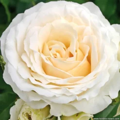 ARBORIX - Kordes rose des fées - rosa 'kosmos'®