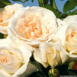 ARBORIX - Kordes rose des fées - rosa 'kosmos'®