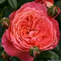 ARBORIX - Kordes rose des fées - rosa 'queen of hearts'®