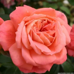 ARBORIX - Kordes rose des fées - rosa 'queen of hearts'®