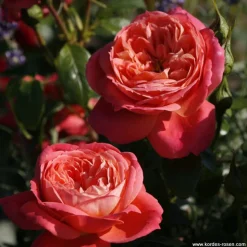 ARBORIX - Kordes rose des fées - rosa 'queen of hearts'®