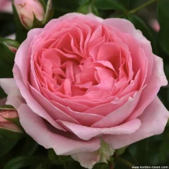 ARBORIX - Kordes rose des fées - rosa 'rosenfee'®