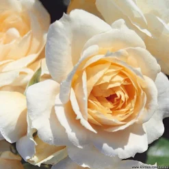 ARBORIX - Kordes rose des fées - rosa 'lions - rose'®