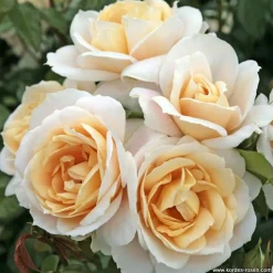 ARBORIX - Kordes rose des fées - rosa 'lions - rose'®