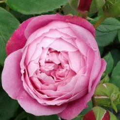 ARBORIX - Kordes rose des fées - rosa 'queen elizabeth'