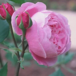 ARBORIX - Kordes rose des fées - rosa 'queen elizabeth'