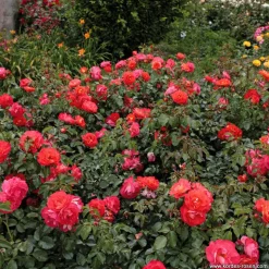 ARBORIX - Kordes rose des fées - rosa 'gebrüder grimm'®