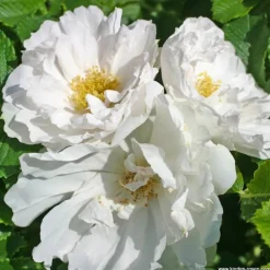 ARBORIX - Kordes-rugosa - rosa 'white roadrunner'®