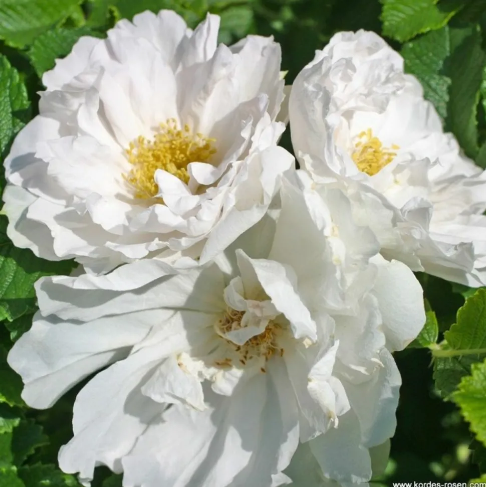 ARBORIX - Kordes-rugosa - rosa 'white roadrunner'®