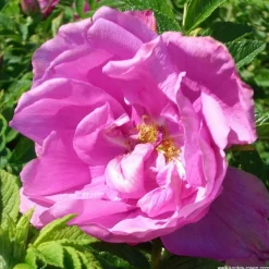 ARBORIX - Kordes-rugosa - rosa 'pink roadrunner'®