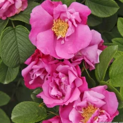 ARBORIX - Kordes-rugosa - rosa 'pink roadrunner'®
