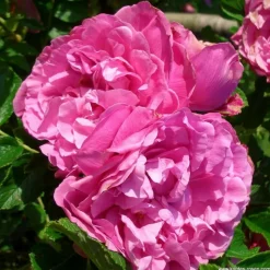 ARBORIX - Kordes-rugosa - rosa 'romantic roadrunner'®